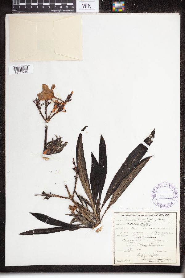 Plumeria acuminata image