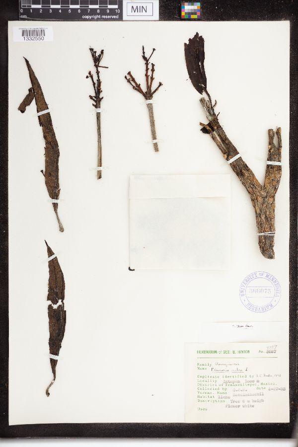 Plumeria rubra image