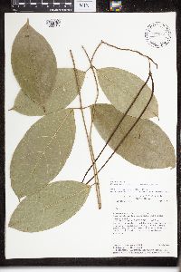 Image Associated With the Occurrence