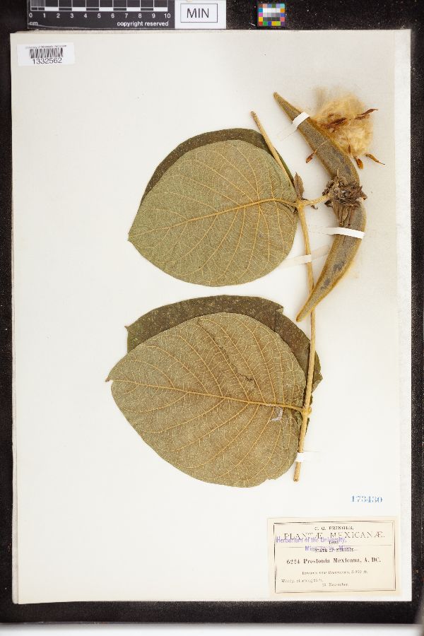 Prestonia mexicana image