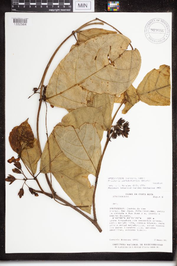 Prestonia portobellensis image