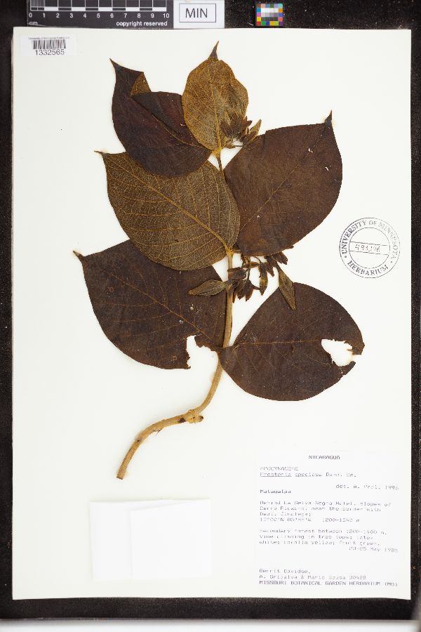 Prestonia speciosa image