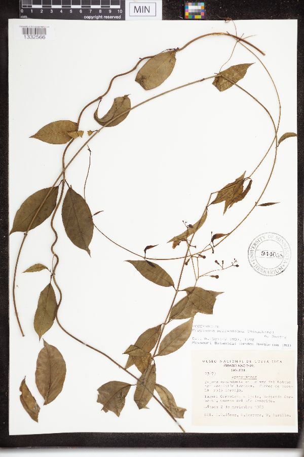 Prestonia woodsoniana image