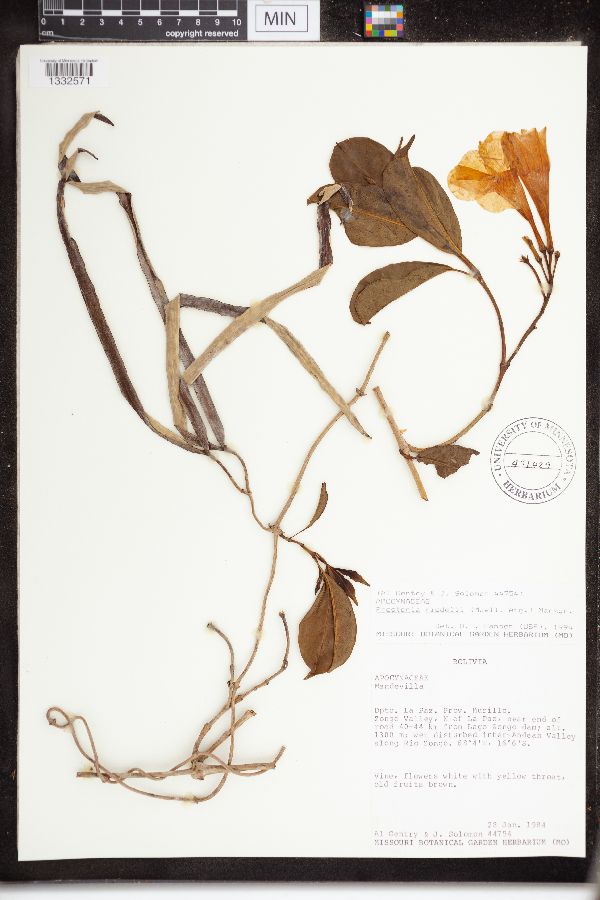 Prestonia riedelii image