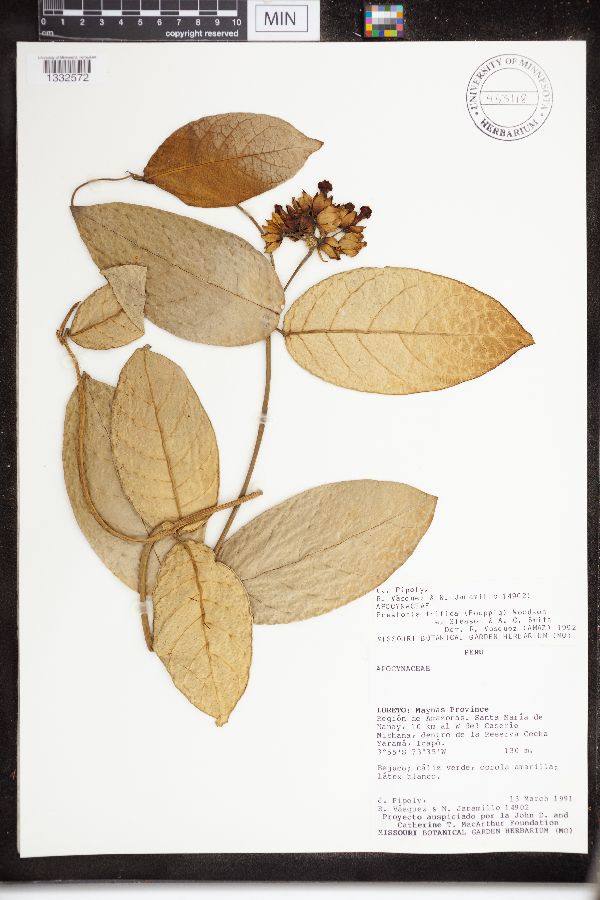 Prestonia trifida image