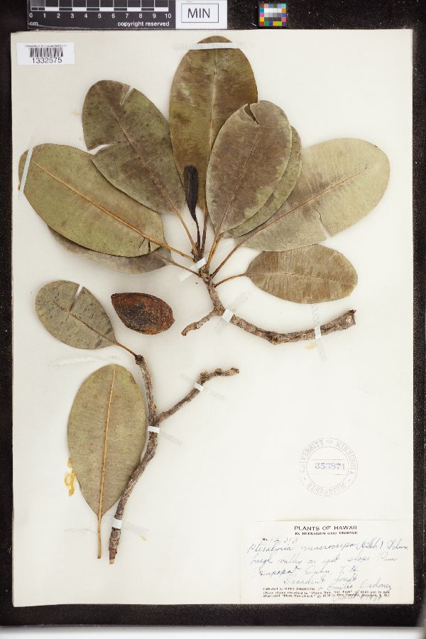 Pteralyxia macrocarpa image