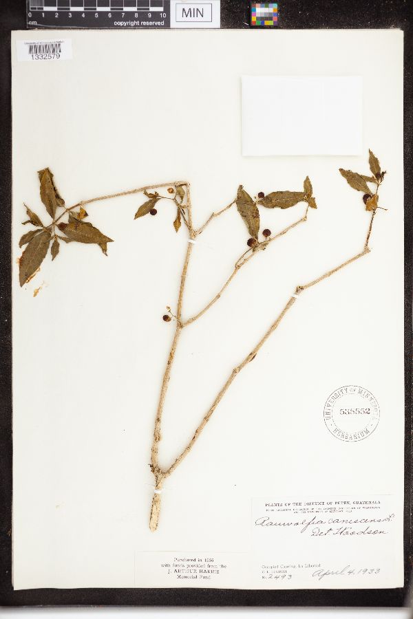 Rauvolfia canescens image