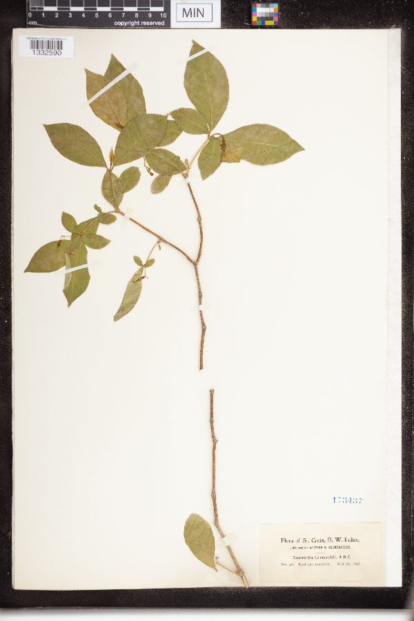 Rauvolfia lamarkii image