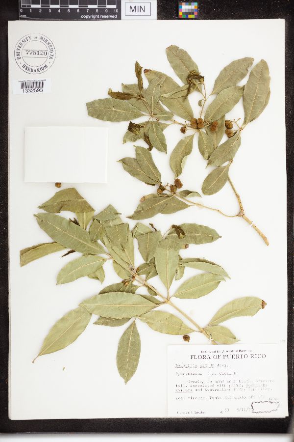 Rauvolfia nitida image