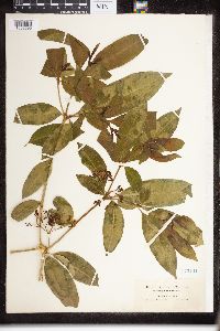 Rauvolfia nitida image