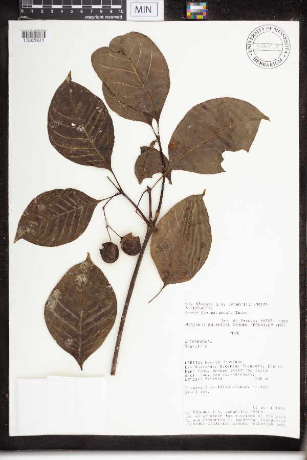 Rauvolfia paraensis image