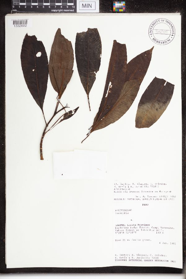 Rauvolfia praecox image