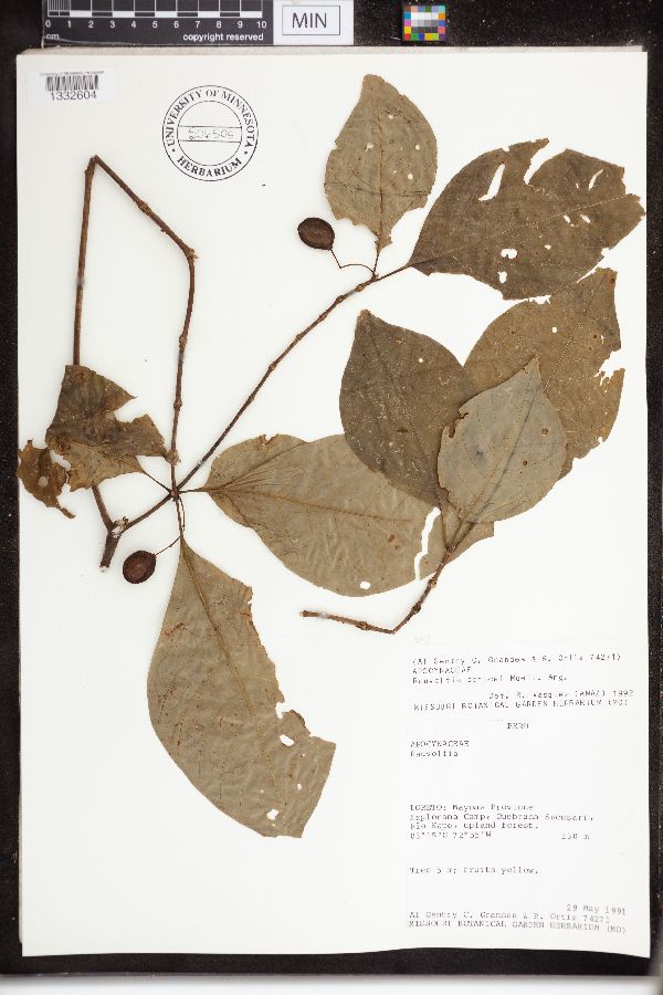 Rauvolfia sprucei image