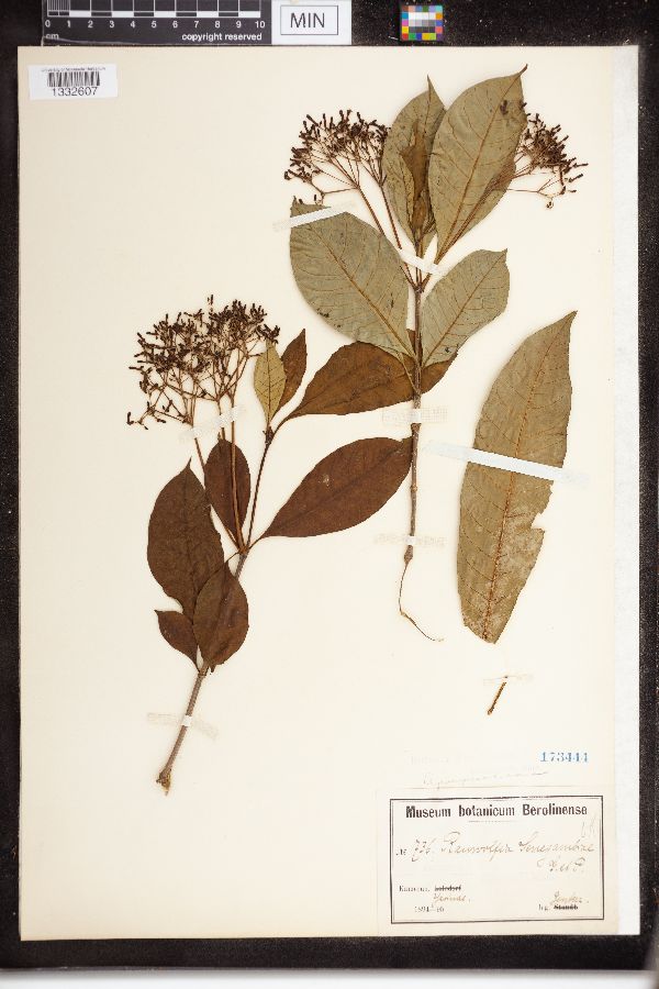 Rauvolfia senegambiae image