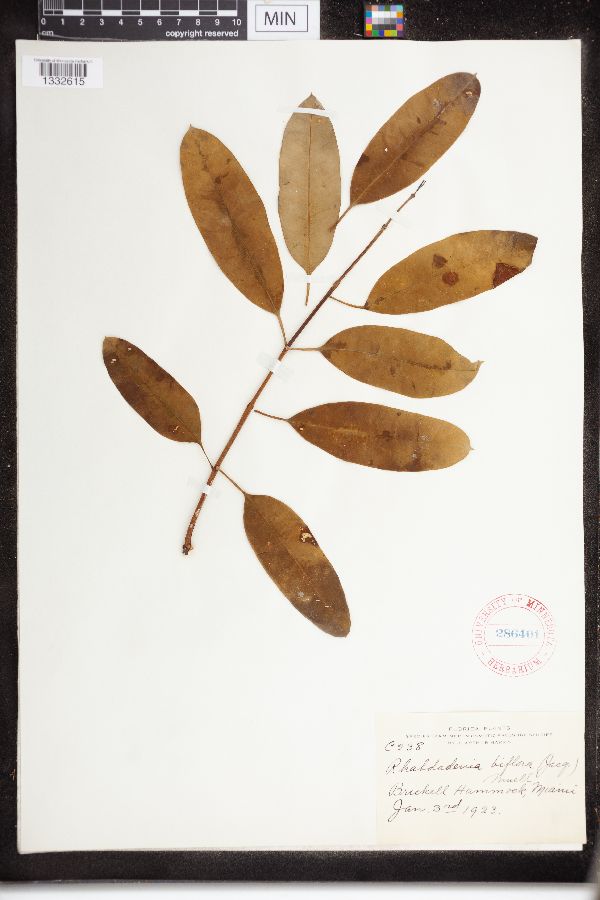 Rhabdadenia biflora image