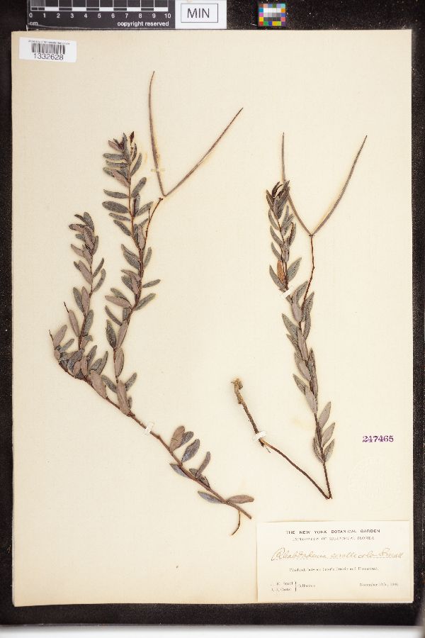 Rhabdadenia corallicola image