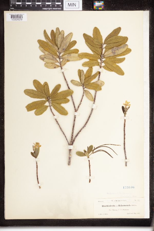 Rhabdadenia bahamensis image