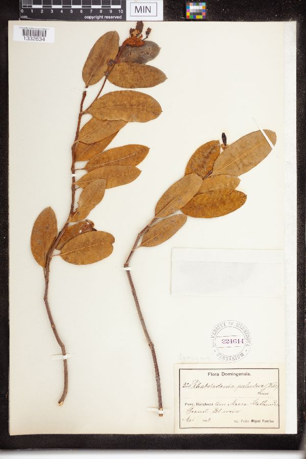 Rhabdadenia paludosa image