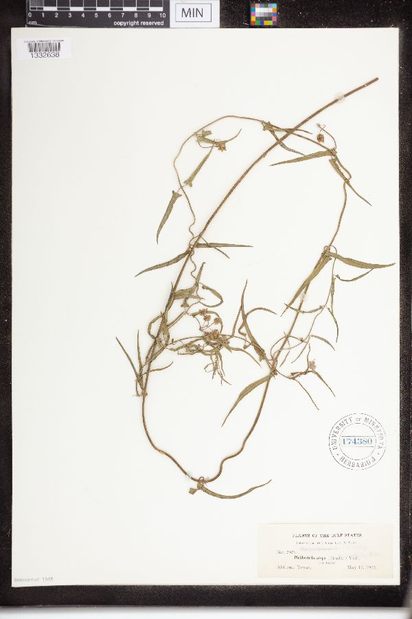 Sarcostemma crispum image