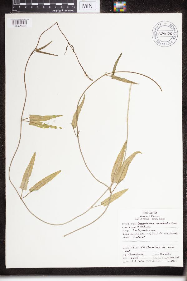 Sarcostemma cynanchoides subsp. hartwegii image