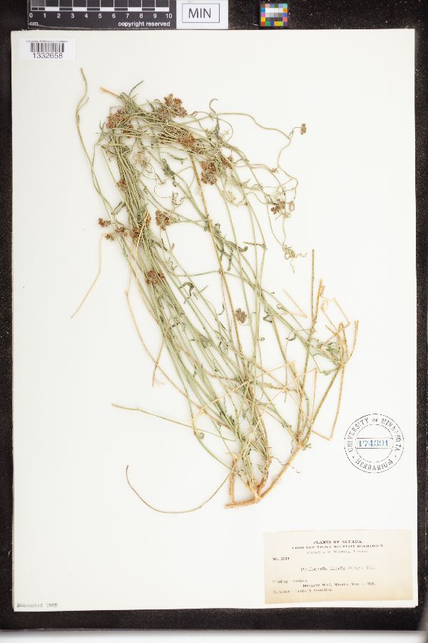 Sarcostemma hirtellum image