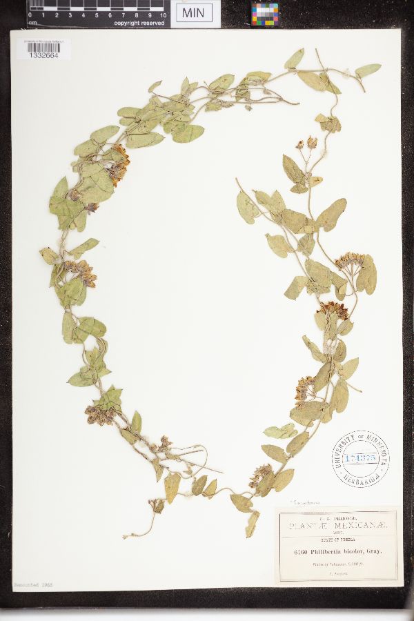 Sarcostemma bicolor image