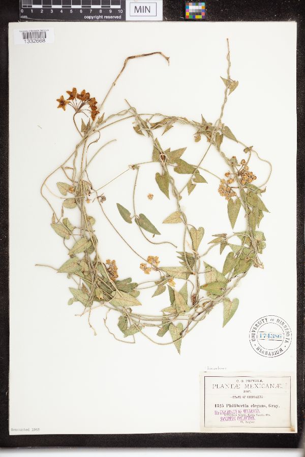 Sarcostemma elegans image