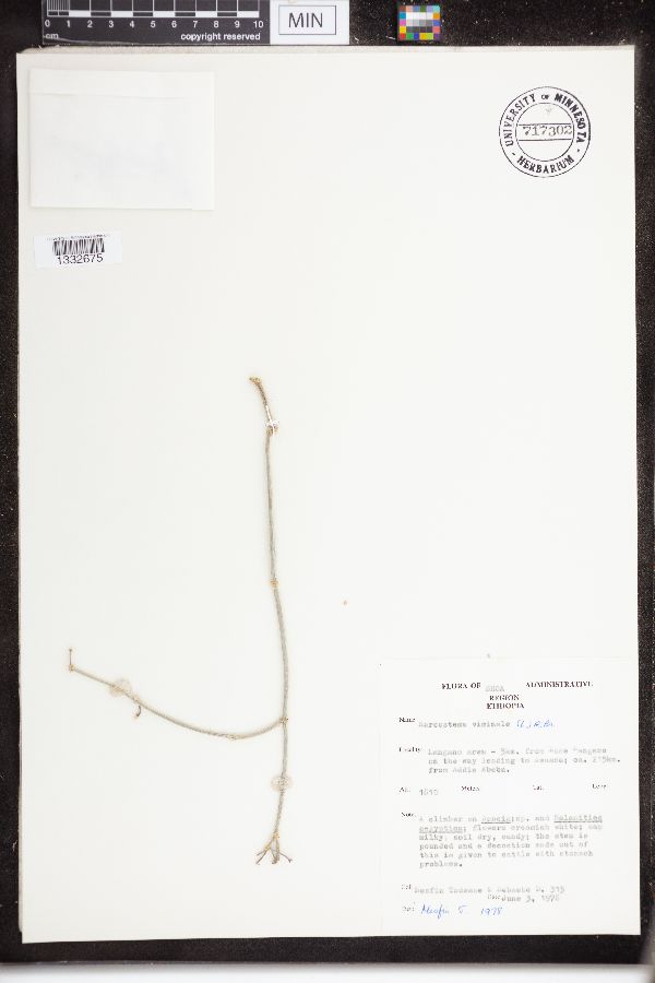 Sarcostemma viminale image