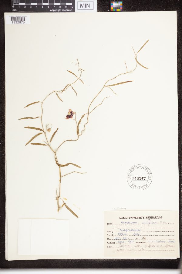 Sarcostemma esculentum image