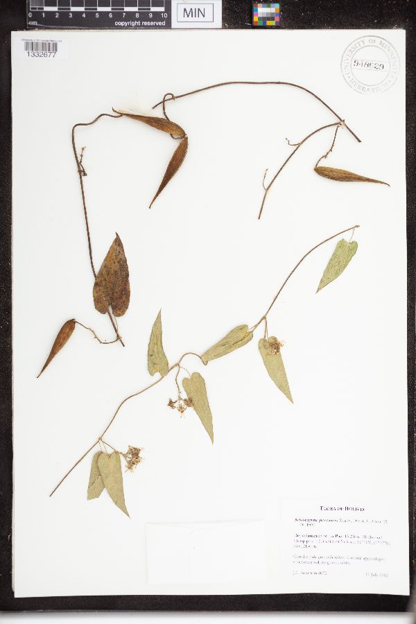 Schistogyne pentaseta image