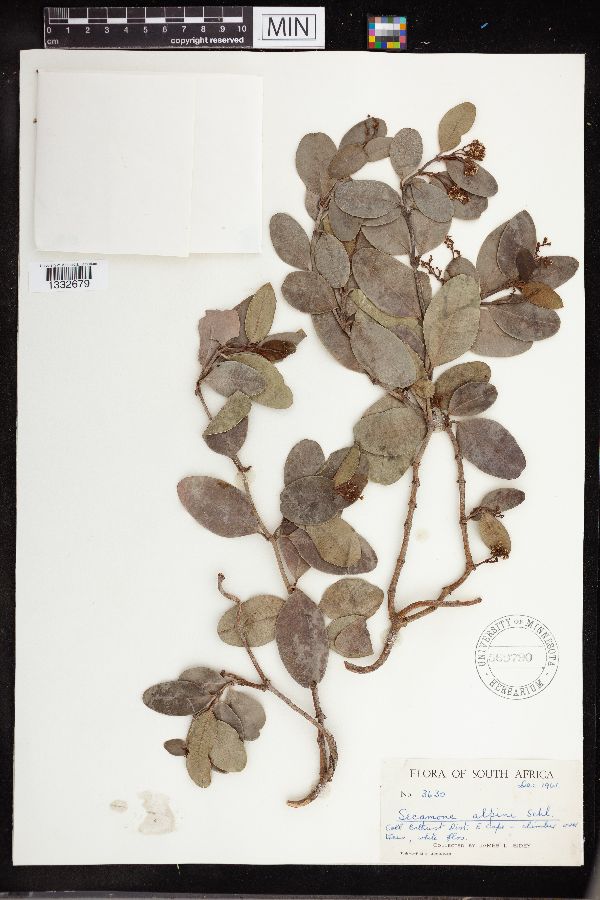 Secamone alpini image