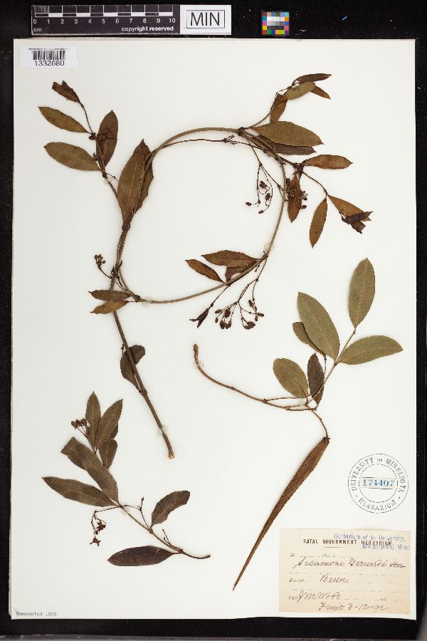 Secamone gerrardii image