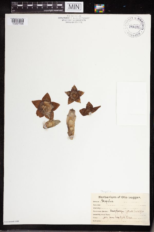 Stapelia image