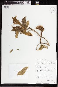 Image Associated With the Occurrence