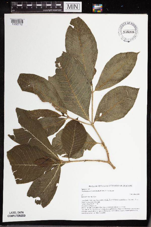 Stemmadenia pubescens image