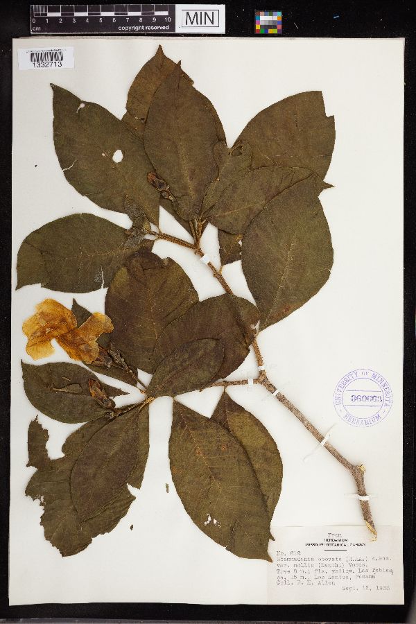 Stemmadenia obovata image