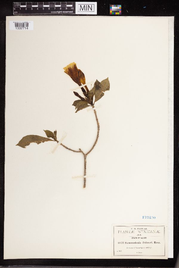 Stemmadenia palmeri image