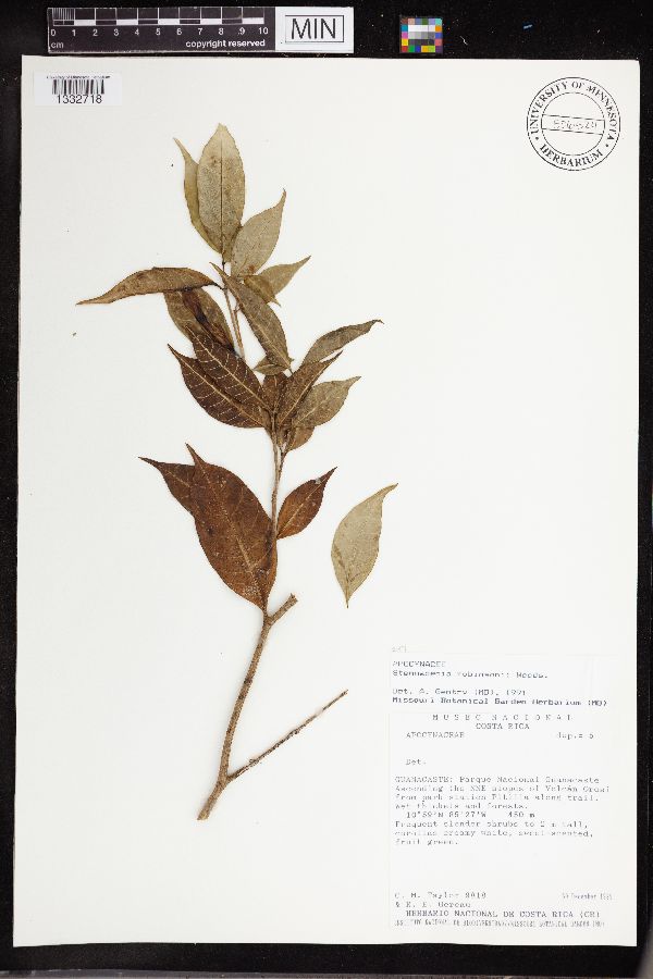 Stemmadenia robinsonii image