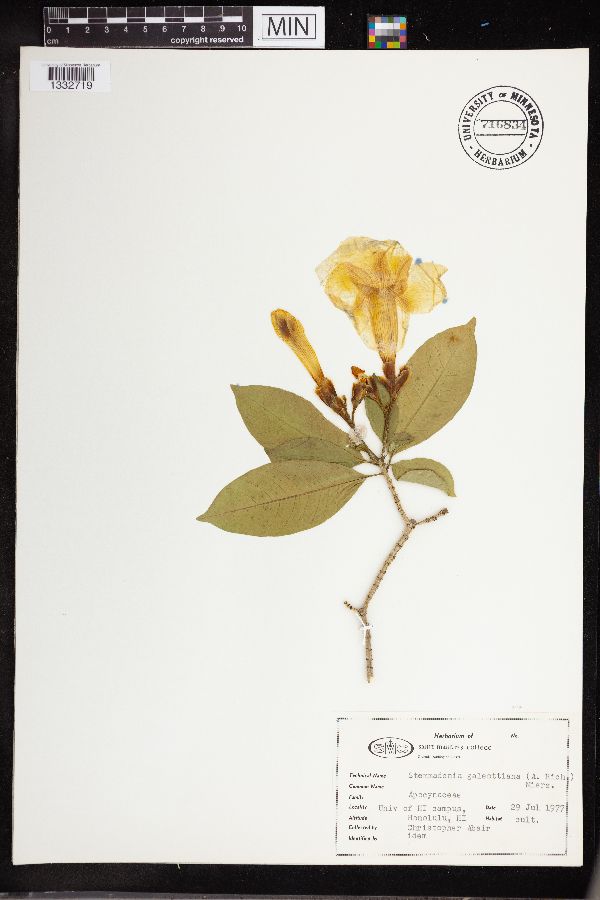 Stemmadenia galeottiana image