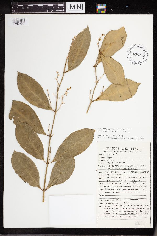 Stenomeria decalepis image