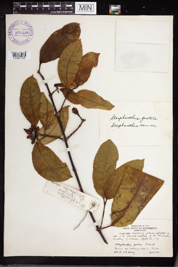 Strophanthus gratus image