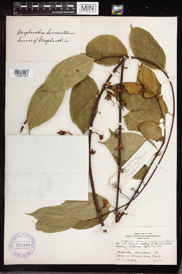 Strophanthus sarmentosus image