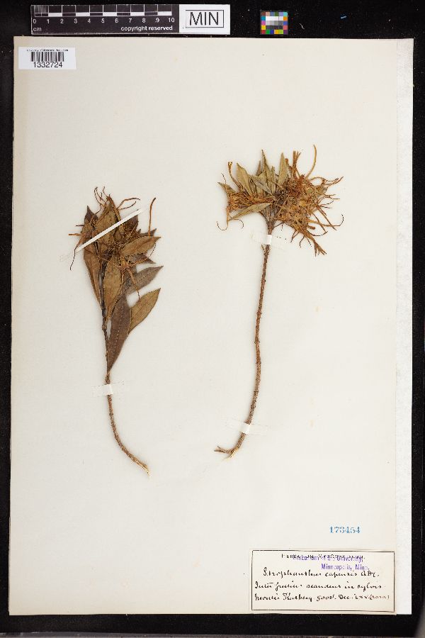 Strophanthus capensis image