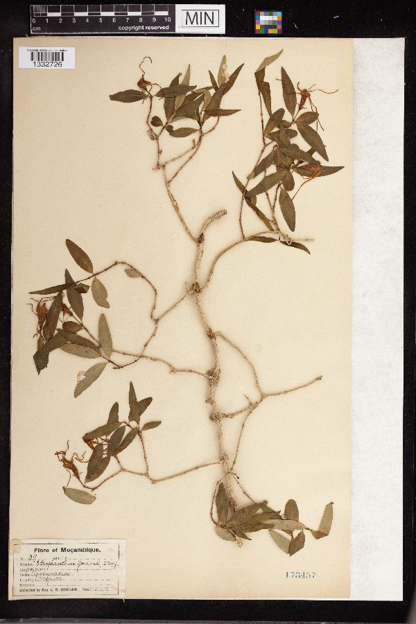 Strophanthus gerrardii image