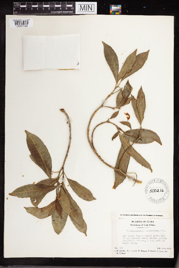 Tabernaemontana amblyocarpa image