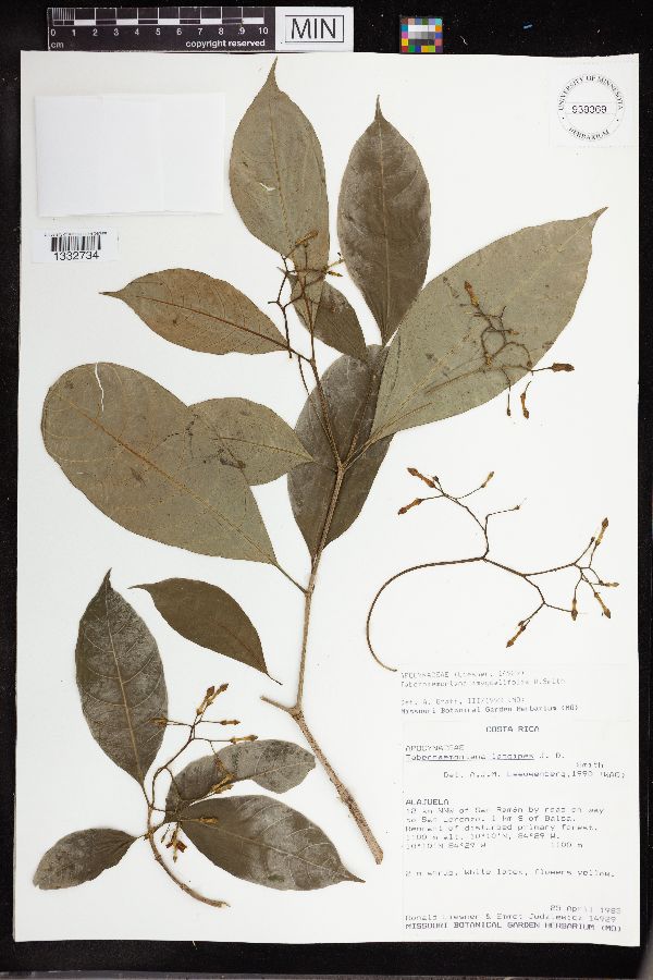 Tabernaemontana amygdalifolia image