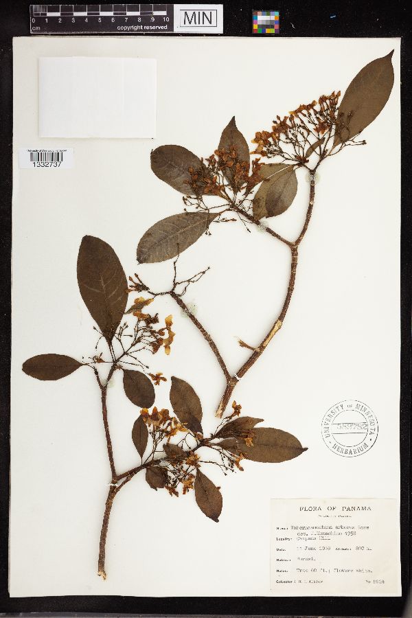 Tabernaemontana arborea image