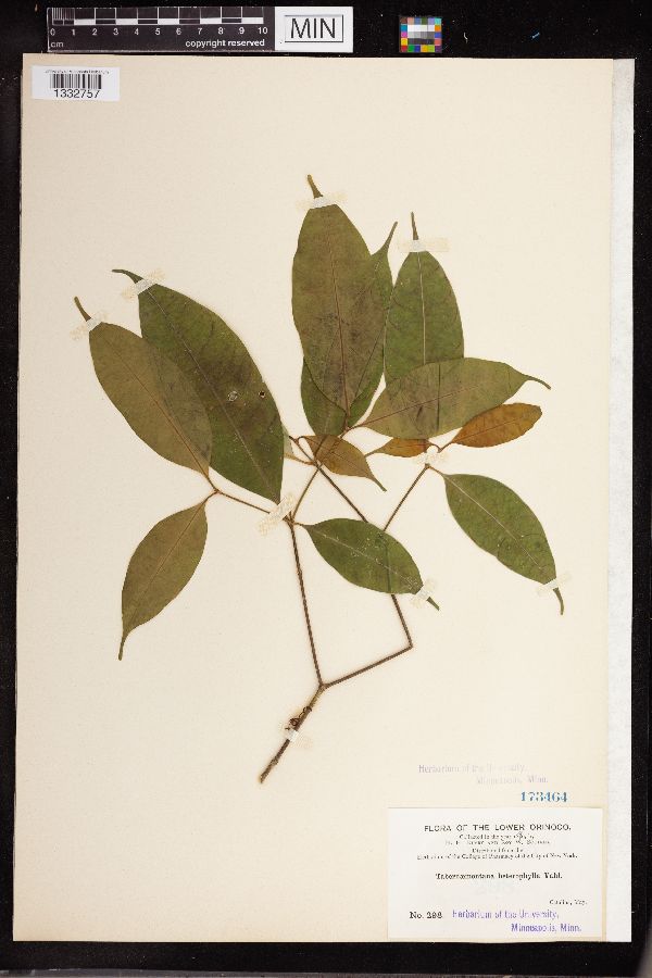 Tabernaemontana heterophylla image