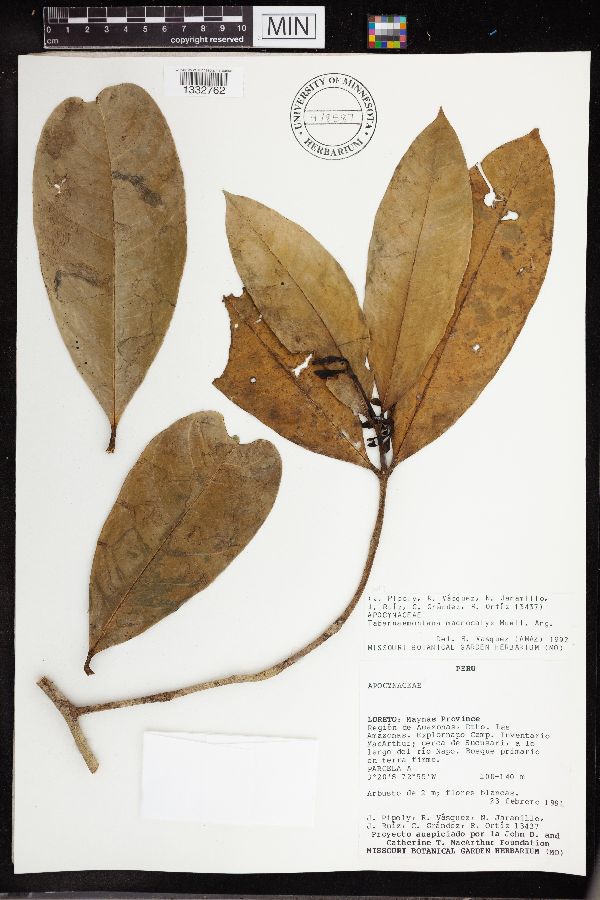 Tabernaemontana macrocalyx image