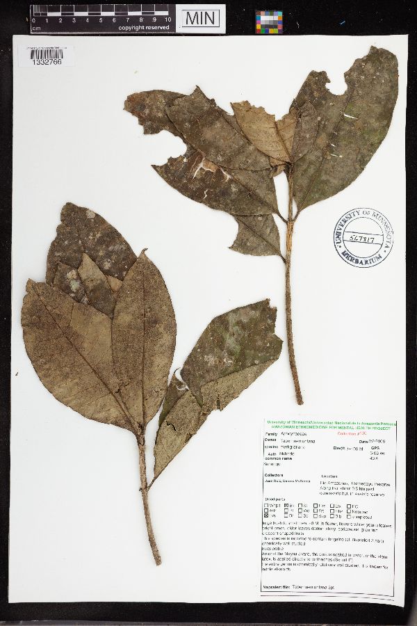 Tabernaemontana markgrafiana image